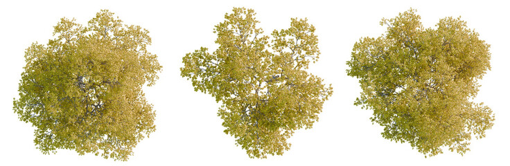 Fototapeta premium Handroanthus chrysanthus tree plan, top view, cutout, transparent background, isolate, Detailed Branch of Green Oak Tree with Leaves, Natural Texture, Spring Season, Close-Up Shot, High Resolution