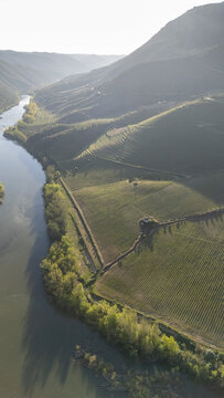 Aerial view of terraced vineyards on steep hillsides sloping down to a winding river near El Salto Viewpoint in Saucelle, Castile and Leon, Spain.