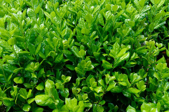 Manhattan Euonymus- a versatile, fast-growing, broadleaf evergreen shrub 