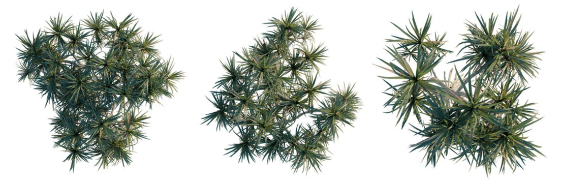 Pandanus tectorius tree plan, top view, cutout, transparent background, isolate, Lush Green Pine Tree Branch Close-Up, Detailed Texture and Natural Forest Elements