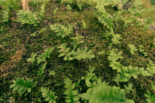 Close up of fern fronds, most likely Licorice Fern (Polypodium glycyrrhiza), growing out of a green, mossy embankment.