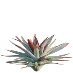 Obraz premium Alcantarea imperialisi tree, elevation, front view, cutout, transparent background, isolate, Vibrant bromeliad plant close-up, lush green leaves, tropical beauty, nature's artistry