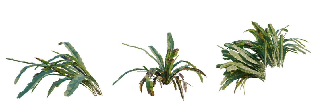 Asplenium nidus tree, elevation, front view, cutout, transparent background, isolate, Delicate fern leaves close-up, lush green foliage, nature details, serene ambiance, botanical texture