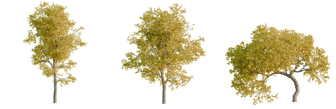 Handroanthus chrysanthus tree, elevation, front view, cutout, transparent background, isolate, Isolated Single Tree with Detailed Bark Texture - Perfect for Landscape and Nature Designs