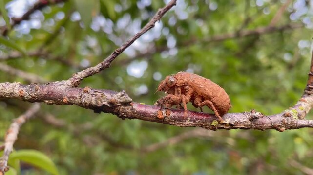 Cinematic macro shot of a dry cicada shell clinging to a tree branch, symbolizing metamorphosis and the natural life cycle.