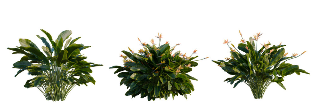 Strelitzia reginae tree, elevation, front view, cutout, transparent background, isolate, Vibrant Bird of Paradise Flowers with Lush Green Leaves, Tropical Plant Close-Up