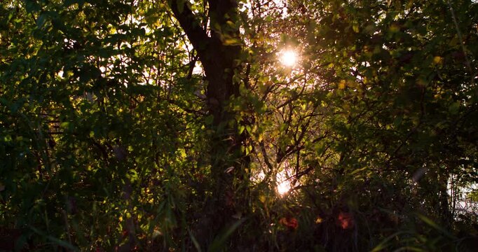 Reflection on pond pan through woods 4k