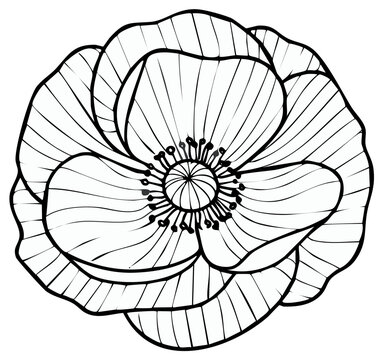 Elegant black and white line drawing of a delicate poppy flower with intricate petal details