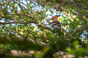Common Hoopoe  © ATIDA