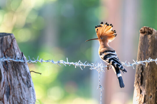 Common Hoopoe 