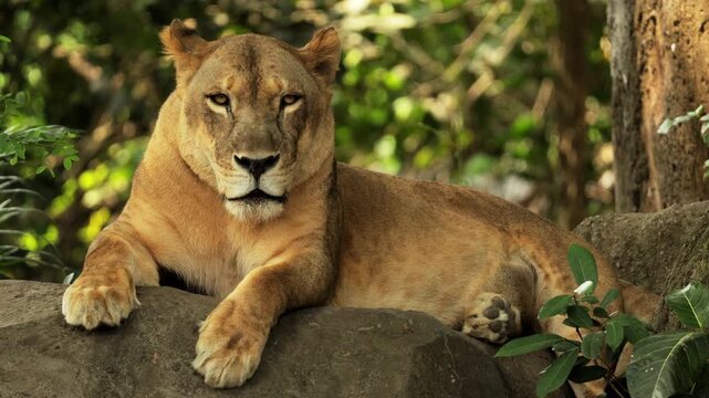 Lions in the African wild. Lioness rest after a full meal in caves. Wild cat predator animals in natural habitat. Wildlife of Africa. Pride having rest. Savannah nature, animals hiding from sun