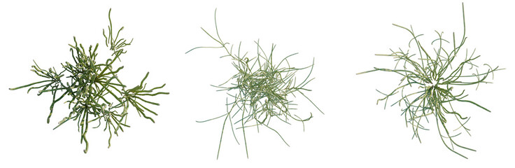 Equisetum hyemale tree plan, top view, cutout, transparent background, isolate, Delicate Coral Branch Detail, Underwater Texture, Natural Marine Element, Ocean Life © DH Tree Stock