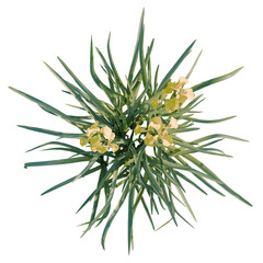 Fototapeta premium Iris pseudacorus tree plan, top view, cutout, transparent background, isolate, Close-up of vibrant green succulent plant texture, natural detailed botanical background