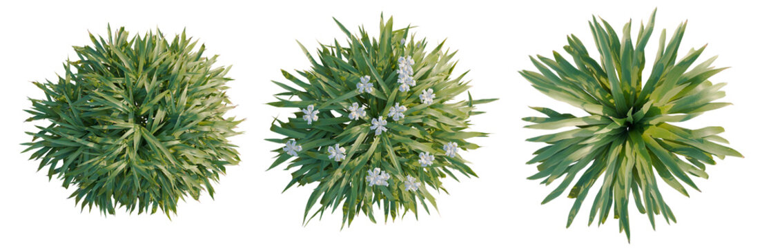 Iris confusa tree plan, top view, cutout, transparent background, isolate, Close-up of delicate flowers with vibrant green leaves, elegant and peaceful botanical beauty.