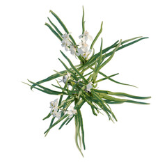 Fototapeta premium Narcissus tazetta tree plan, top view, cutout, transparent background, isolate, Fresh green chives on a wooden surface, culinary herbs, vegetables, healthy food, close-up