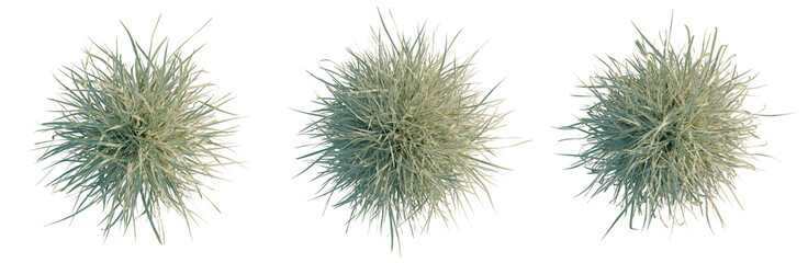 Miscanthus sinensis Variegatus tree plan, top view, cutout, transparent background, isolate, Abstract blue and silver texture, abstract macro background, modern design, creative © DH Tree Stock