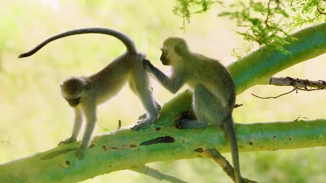 Footage of a vervet monkey (Chlorocebus pygerythrus) licking anus of other monkey during Breeding season. Two monkeys mating.