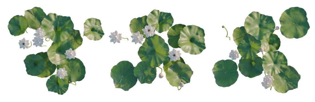 Nelumbo nucifera tree plan, top view, cutout, transparent background, isolate, Delicate Cherry Blossom Branch with Blossoms, Springtime Floral Arrangement, Detailed Botanical Illustration