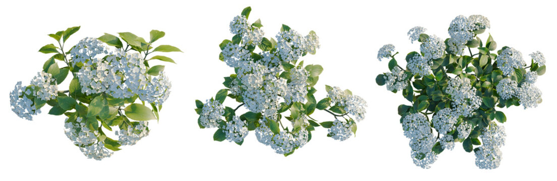 Hydrangea macrophylla CloundWaterBlue tree plan, top view, cutout, transparent background, isolate, Delicate white hydrangea flower close-up, detailed floral macro photography, springtime blossoms