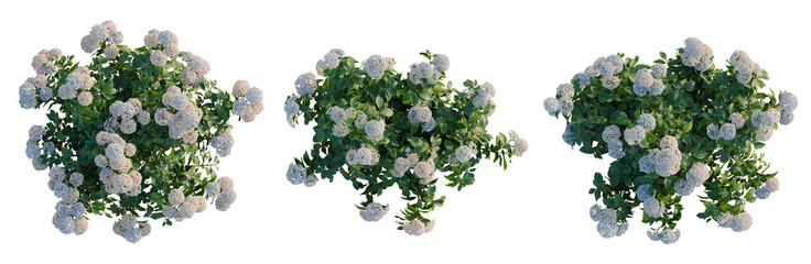 Fototapeta premium Hydrangea macrophylla Mix tree plan, top view, cutout, transparent background, isolate, Detailed Greenery Leafy Branch, Botanical Illustration, Natural Element, Flora, Texture, Lush Growth