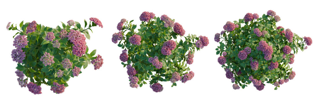 Hydrangea macrophylla PaleVioletRed tree plan, top view, cutout, transparent background, isolate, Vibrant Purple Hydrangea Flowers Blooming in Full Bloom, Beautiful Floral Springtime Nature