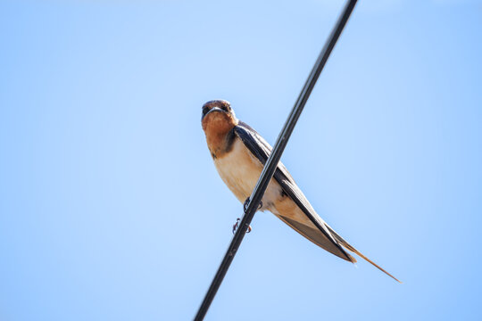 Barn Swallow (Hirundo rustica) perched on a wire against a blue sky.