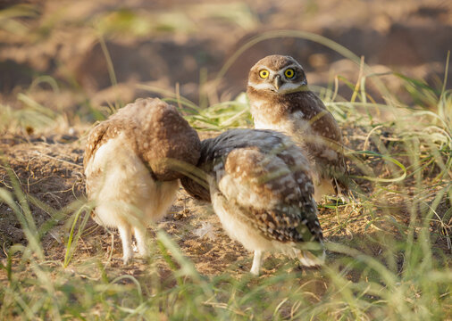 Three burrowing owls (Athene cunicularia) in a meadow in Buenos Aires.