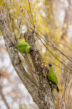 Two Nanday Parakeets (Aratinga nenday) perched on a tree branch.
