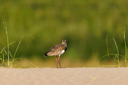 Southern Lapwing (Vanellus chilensis) on a sand dune in Buenos Aires.