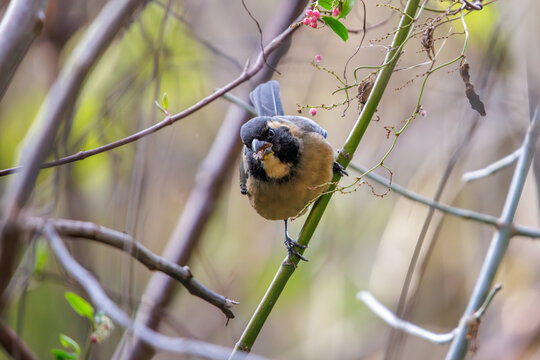 Male golden-billed saltator (Saltator aurantiirostris) eating flowers perched on a branch.