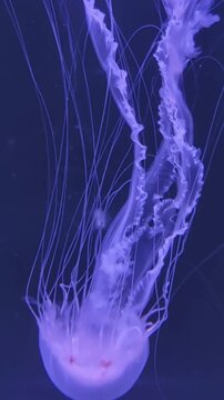 jellyfish