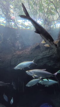 Tarpon in the mangroves