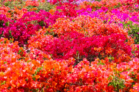 A dense canopy of bougainvillea with a close-up in focus.