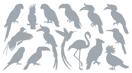 Collection of various exotic tropical birds silhouettes on a white background. © yuanita