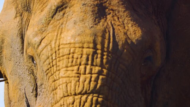 Extreme close up of body texture of African bush elephant (Loxodonta africana). Macro view of elephant body.