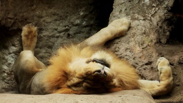 Lions in the African wild. Lion rest after a full meal in caves. Wild cat predator animals in natural habitat. Wildlife of Africa. Pride having rest. Savannah nature, animals hiding from sun