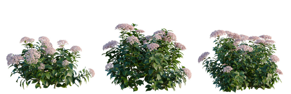 Hydrangea macrophylla LavenderBlush tree, elevation, front view, cutout, transparent background, isolate, Delicate Pink Hydrangea Flowers Blooming in Springtime, Natural Beauty