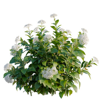 Hydrangea macrophylla White tree, elevation, front view, cutout, transparent background, isolate, Hydrangea paniculata bloom close-up, vibrant flower detail, garden flower, floral background