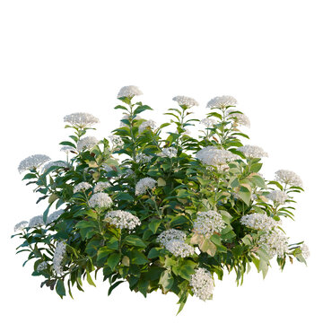Hydrangea macrophylla White tree, elevation, front view, cutout, transparent background, isolate, Viburnum opulus 'Roseum' flowering shrub close-up, ornamental garden plant for landscape design