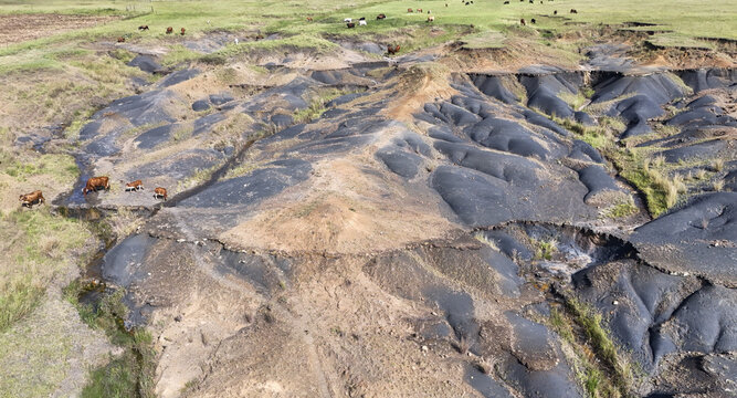 Aerial view of severe soil erosion and dark earth mounds with cattle grazing on green pastures OR Tambo District Municipality, Eastern Cape, South Africa.