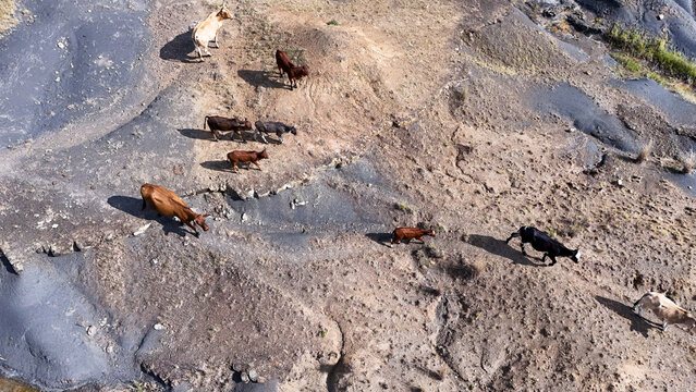 Aerial view of a herd of cattle walking across a rugged and rocky landscape with dry earth and sparse vegetation OR Tambo District Municipality, Eastern Cape, South Africa.