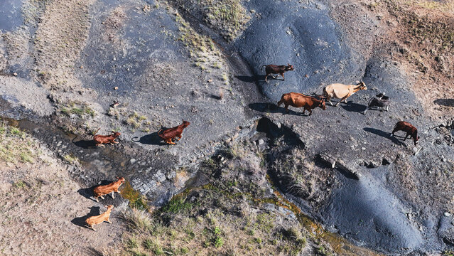 Aerial view of a herd of cattle crossing a rocky stream bed and dark terrain in OR Tambo District Municipality, Eastern Cape, South Africa.