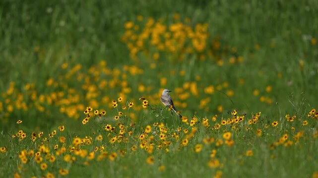 Beautiful bird swing in spring wildflower field with gentle breeze	