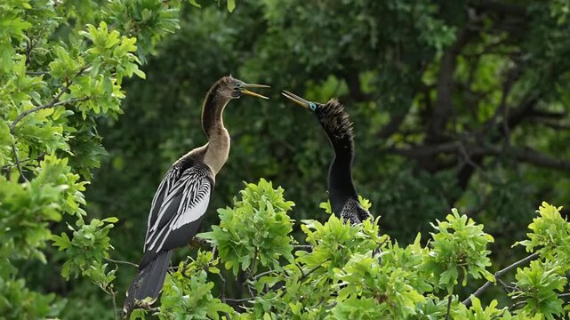 Two Anhinga showing love pose for courtship