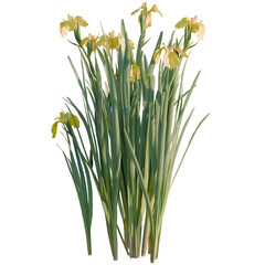 Fototapeta premium Iris pseudacorus tree, elevation, front view, cutout, transparent background, isolate, Close-up of vibrant green grass blades texture, a beautiful natural background.