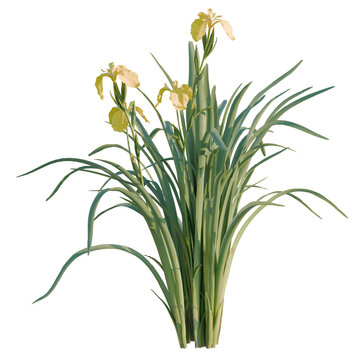 Iris pseudacorus tree, elevation, front view, cutout, transparent background, isolate, Close-up of lush green grass blades, vibrant natural texture, detailed botanical view