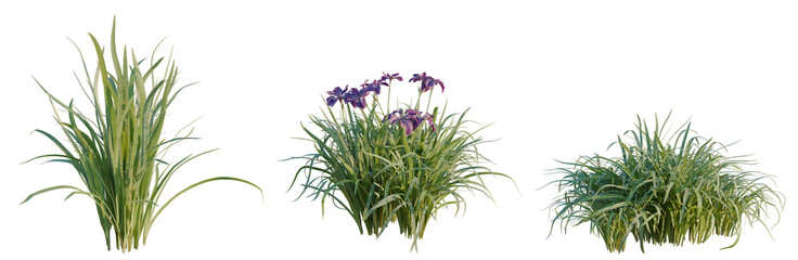 Fototapeta premium Iris sanguinea tree, elevation, front view, cutout, transparent background, isolate, Purple Iris Flower Close-up on Green Background, Floral Design Element, High-Resolution Image