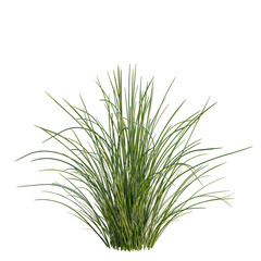 Fototapeta premium Juncus effusus tree, elevation, front view, cutout, transparent background, isolate, Close-up of vibrant green grass texture, detailed macro photography, natural background, summer field