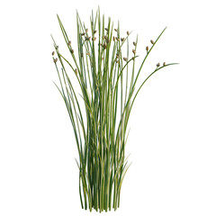 Fototapeta premium Juncus effusus tree, elevation, front view, cutout, transparent background, isolate, Fresh green herbs, parsley, cilantro, dill, and basil leaves, isolated on a clean background.