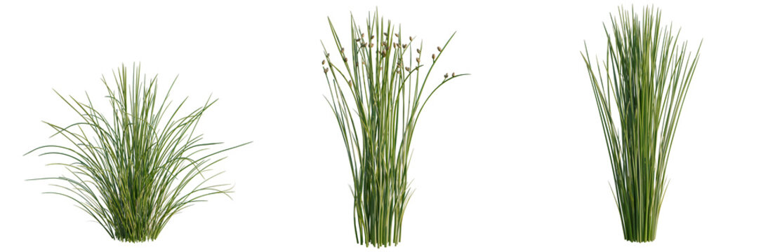 Juncus effusus tree, elevation, front view, cutout, transparent background, isolate, Tall green grass stalks, close-up. Natural meadow background, springtime scenery, nature, growth